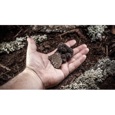 Truffled Cream with Porcini Mushrooms - Discover the delicious Truffle Cream with Porcini mushrooms by Stefania Calugi.
