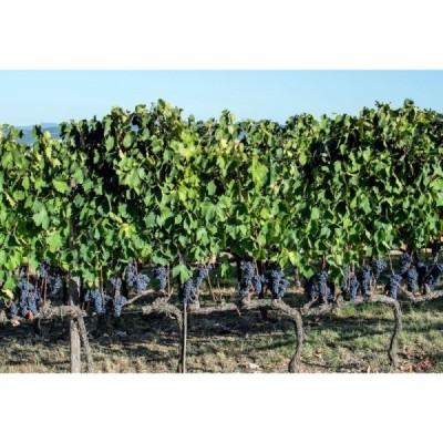 Grappa di Sangiovese