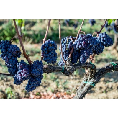 Grappa di Sangiovese