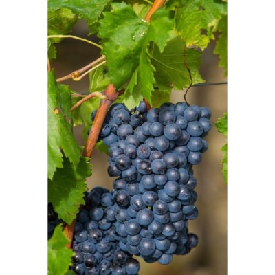 Grappa di Sangiovese