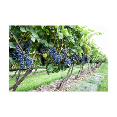 Grappa di uva Burson Grappa di uva Burson