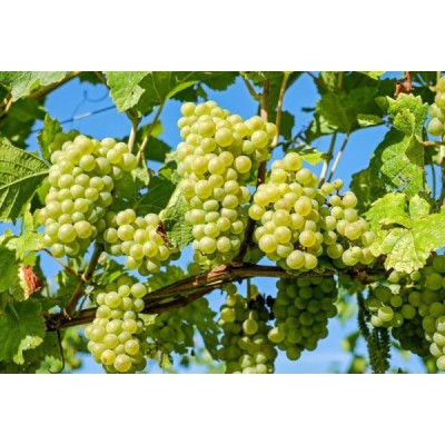 Grappa di uva Famoso