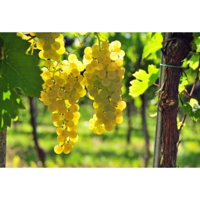 Grappa di uva Famoso