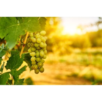 Grappa di uva Famoso