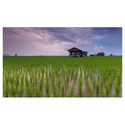 Po delta rice PGI Baldo - taste of italy