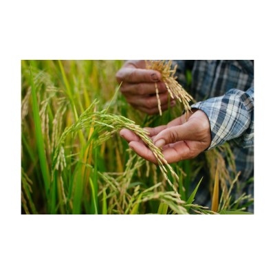 Po delta rice PGI Baldo - bottega emiliana