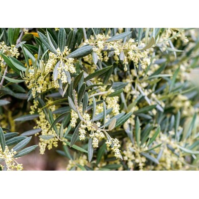 Extra Virgin Olive Oil - Colline di Romagna DOP 500 ml - bottega emiliana