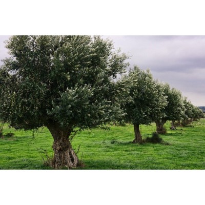 Olio Extra Vergine di Oliva - Brisighella DOP 250 ml Olio Extra Vergine di Oliva - Brisighella DOP 250 ml
