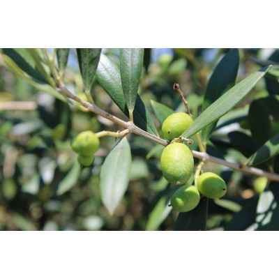 Olio Extra Vergine di Oliva - Brisighella DOP 250 ml Olio Extra Vergine di Oliva - Brisighella DOP 250 ml
