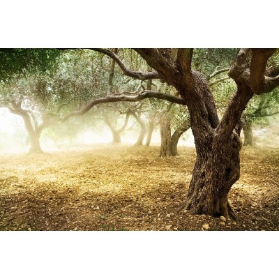 Olio Extra Vergine di Oliva - Brisighella DOP 250 ml Olio Extra Vergine di Oliva - Brisighella DOP 250 ml